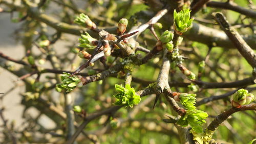 Close-up of fresh green plant