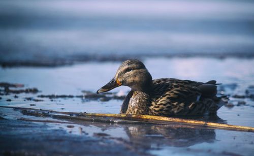 Duck swimming in lake