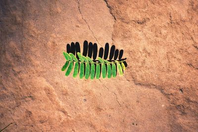 High angle view of succulent plant on sand