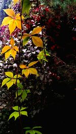 Close-up of leaves on tree trunk