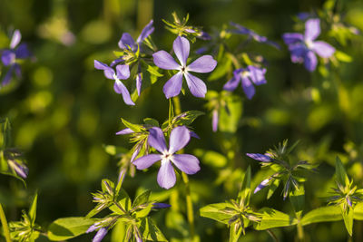 Close-up of purple flowering plants