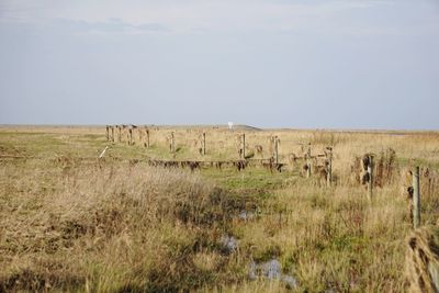 Sheep on field against sky