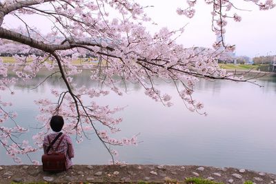 Low angle view of pink cherry blossoms against lake