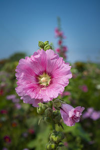 Close-up of pink flowering plant