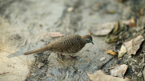 High angle view of bird perching on wood