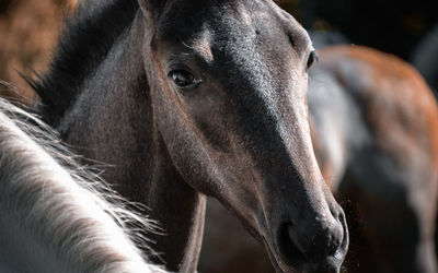 Close-up portrait of a horse