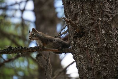 Squirrel on tree trunk