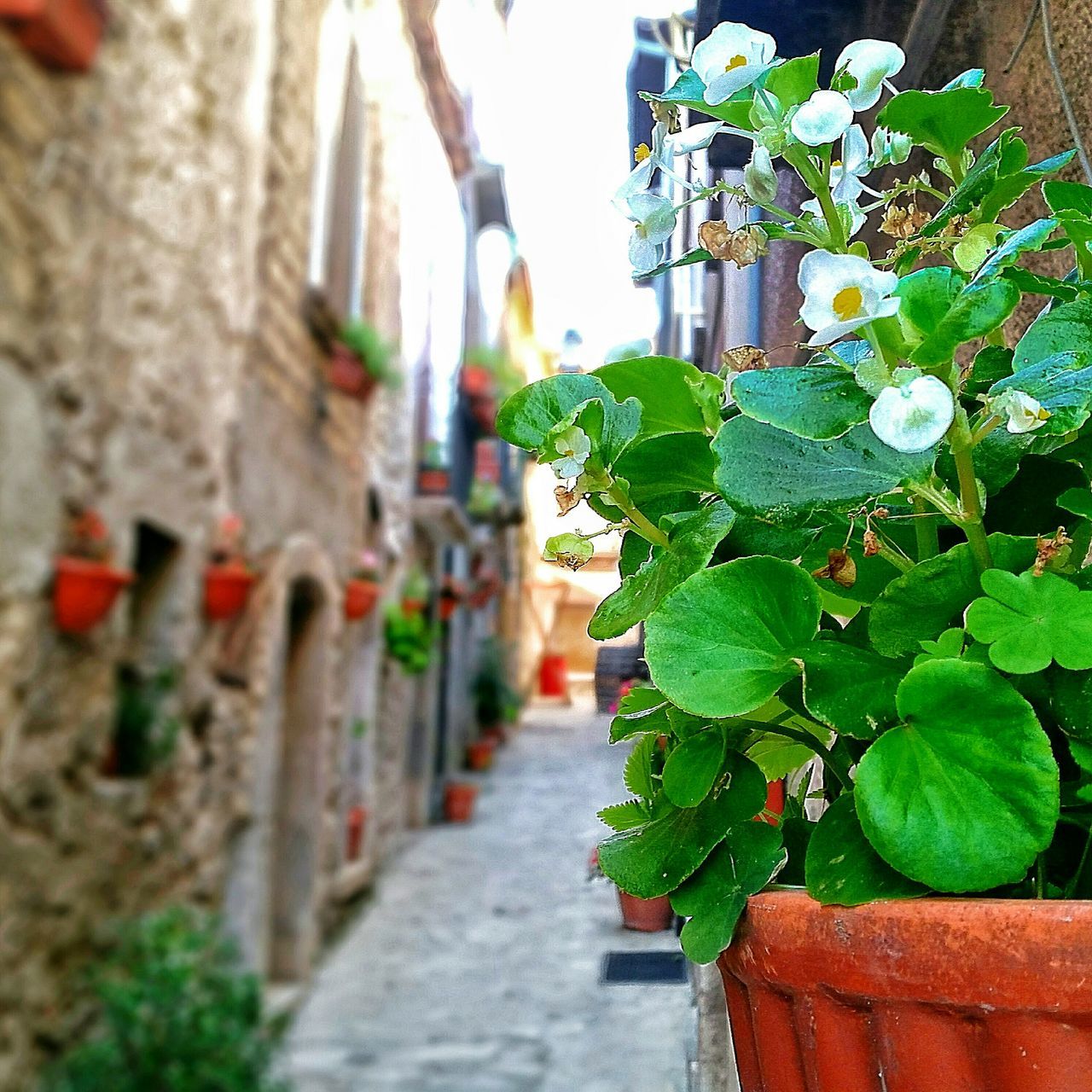 plant, the way forward, growth, built structure, architecture, building exterior, potted plant, leaf, green color, flower, narrow, wall - building feature, footpath, day, street, outdoors, focus on foreground, diminishing perspective, walkway, nature