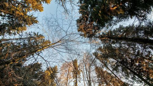 Low angle view of trees against sky