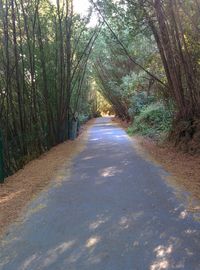 Empty road along trees in the forest