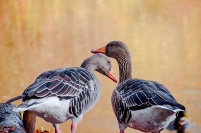 Close-up of birds perching on a lake