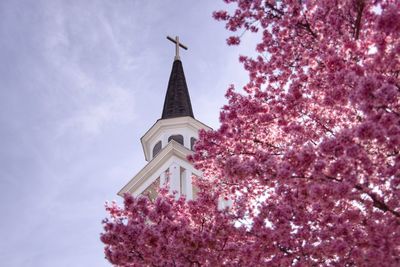 Low angle view of cherry blossoms on building against sky