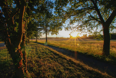 Sunlight streaming through trees on field during sunset