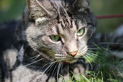 Close-up portrait of a cat