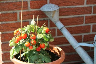 Close-up of fruits growing against wall
