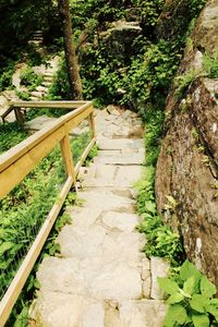 Steps amidst trees