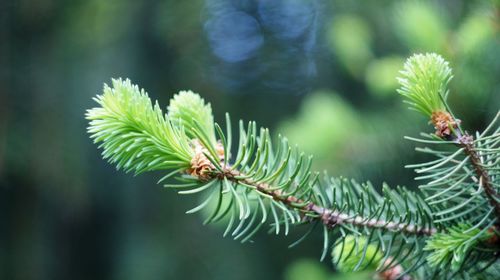 Close-up of pine tree