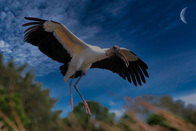 Low angle view of bird flying against sky