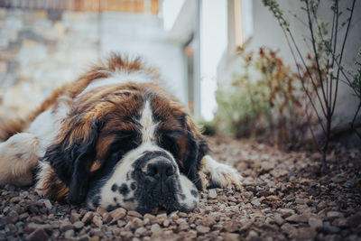 Close-up of dog