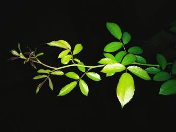 Close-up of leaves against black background