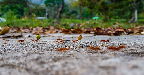 Close-up of dry leaves on field