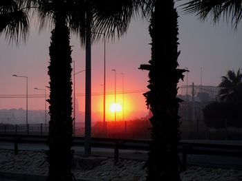 Palm trees at sunset