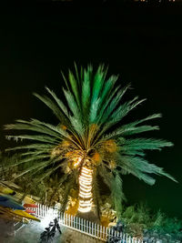 Low angle view of palm tree against sky at night