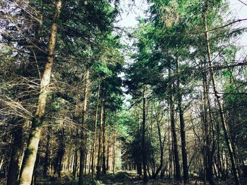 Low angle view of bamboo trees in forest