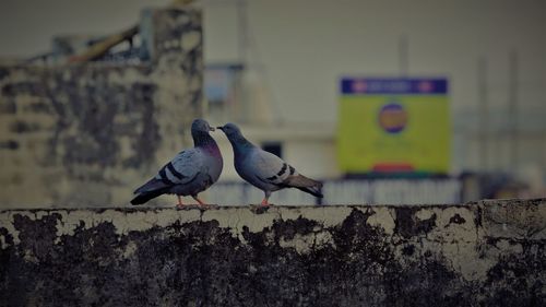 Bird perching on retaining wall