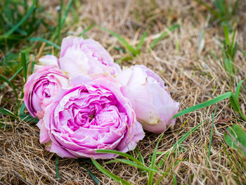 Close-up of pink rose flower