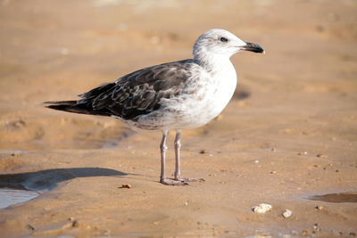Seagull perching on a land