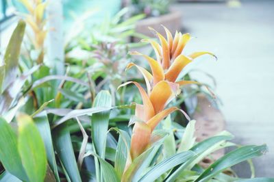 Close-up of orange lily of plant