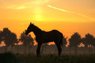 Silhouette of horse standing on field against orange sky