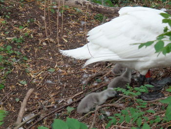 Close-up of white bird
