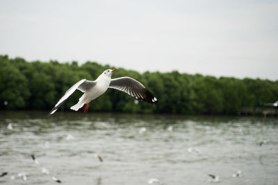 Seagull flying over lake against sky