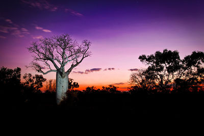 Silhouette of trees at sunset