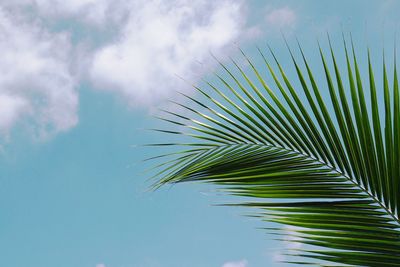 Close-up of palm tree against sky