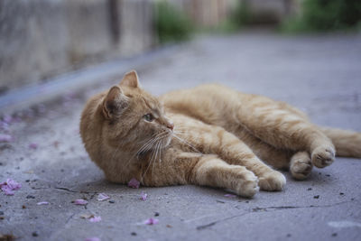 Cat lying on street