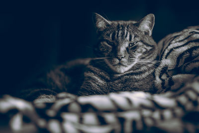 Close-up portrait of cat relaxing