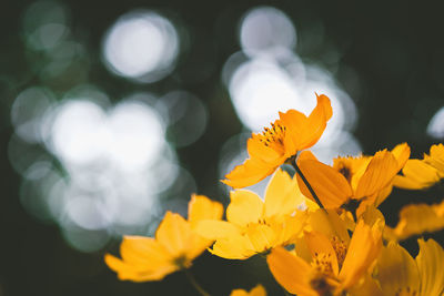 Close-up of yellow flowering plant