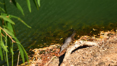 Close-up of turtle in water