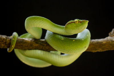 Close-up of green lizard on branch against black background