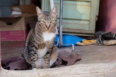 Cat sitting at home