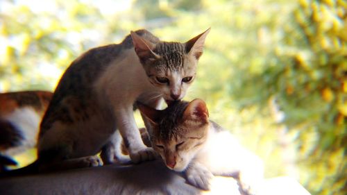 Close-up of cat grooming her brother 