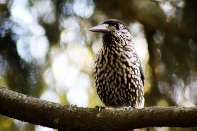 Close-up of bird perching on branch