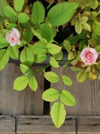 Close-up of pink rose plant