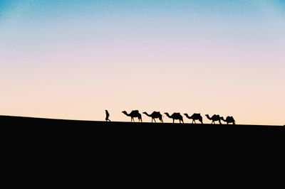 Silhouette birds on field against sky