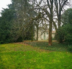 Trees growing on grassy field