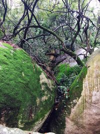 Low angle view of tree