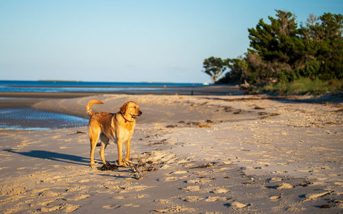 Dog standing on beach